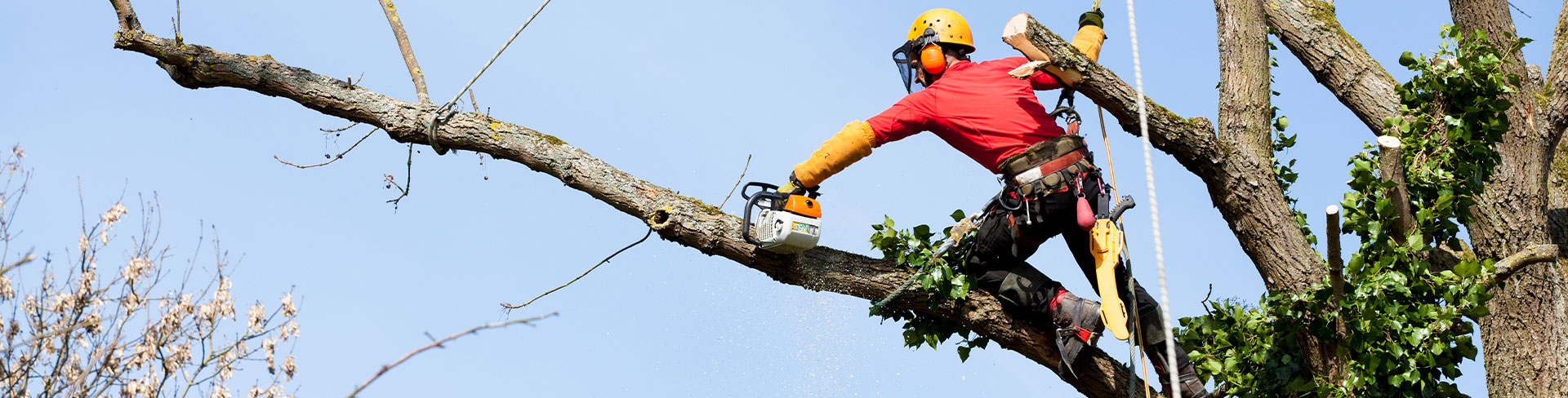 Abattage et démontage arbre près de Montpellier