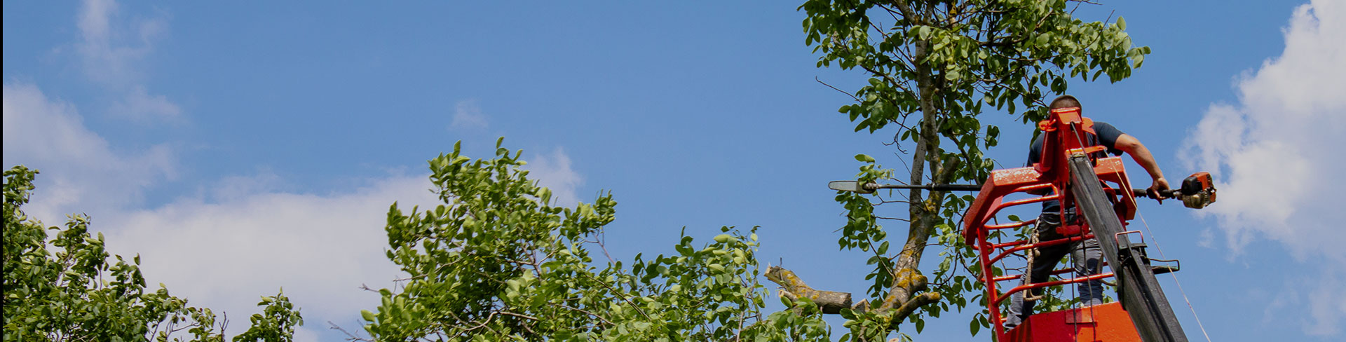 Spécialiste élagage arbre près de Montpellier