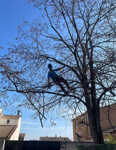 Spécialiste élagage d'arbre près de Montpellier